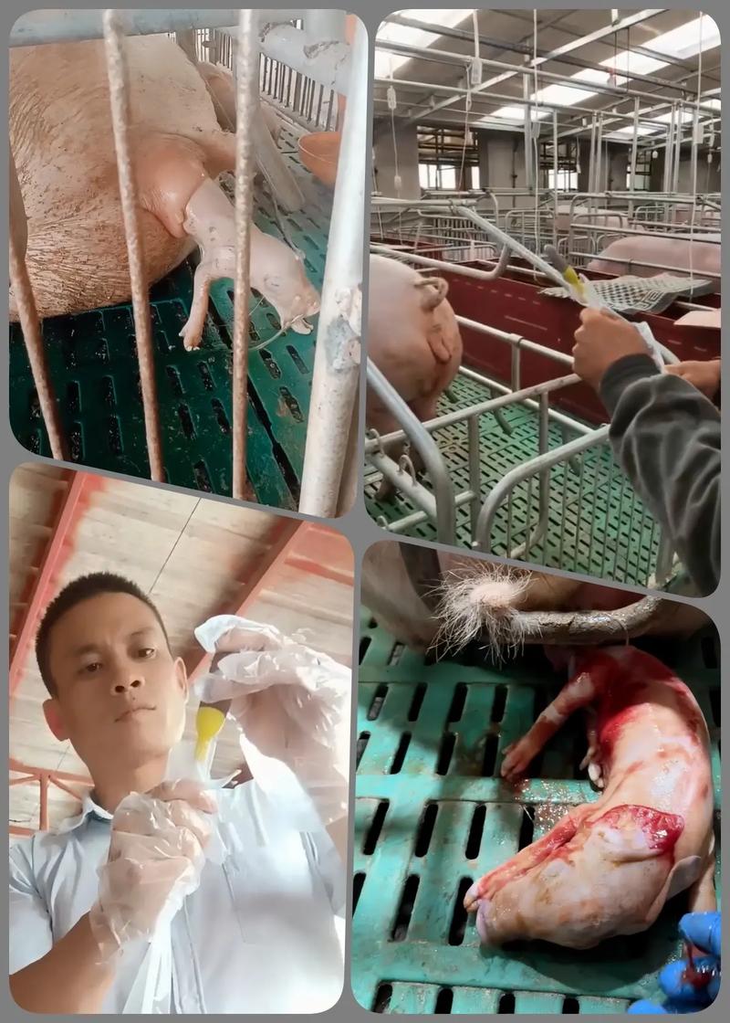 6000 头自繁自养场养猪人分享成功拔牙及猪肉乘车经验