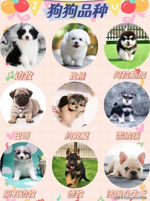 北京人不去望京的原因，及望京宠物店选址因素和疫情风险点